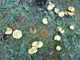 Suillus americanus image