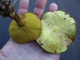 Suillus americanus image