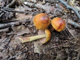 Cortinarius corrugatus image