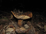 Russula fragrantissima image