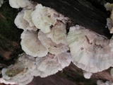 Trametes pubescens image