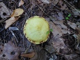 Suillus americanus image