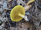 Suillus americanus image