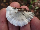 Trametes pubescens image