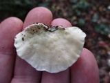 Trametes pubescens image