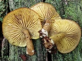 Callistosporium luteo-olivaceum image