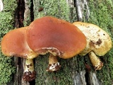 Callistosporium luteo-olivaceum image