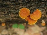 Gymnopilus sapineus image