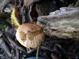 Gymnopilus braendlei image