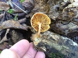 Gymnopilus braendlei image
