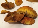 Gymnopilus luteus image