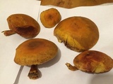 Gymnopilus luteus image