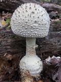 Amanita rhopalopus image