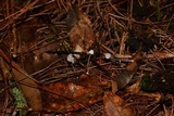 Mycena perlae image