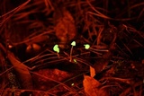Mycena perlae image