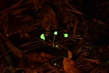 Mycena perlae image