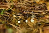 Mycena perlae image
