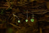 Mycena perlae image