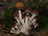 Psathyrella piluliformis image