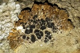 Lobothallia praeradiosa image