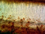 Lobothallia praeradiosa image