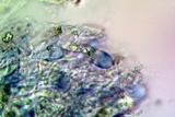 Lobothallia praeradiosa image
