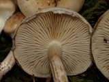 Pholiota mixta image