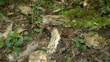 Agrocybe firma image