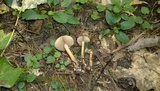 Agrocybe firma image