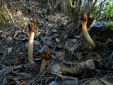 Verpa bohemica image