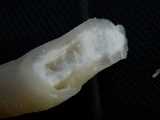 Verpa bohemica image