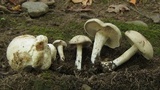 Entoloma abortivum image