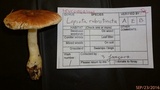 Leucoagaricus rubrotinctus image