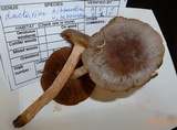 Lactarius hibbardae image