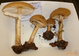 Echinoderma asperum image