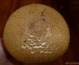 Echinoderma asperum image