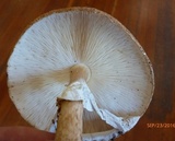 Echinoderma asperum image