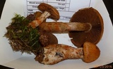 Cortinarius armillatus image