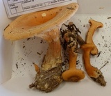 Hygrophoropsis aurantiaca image