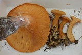 Hygrophoropsis aurantiaca image