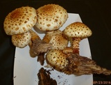 Pholiota squarrosoides image