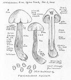 Tricholoma fulvum image