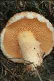 Suillus tridentinus image
