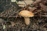 Suillus tridentinus image