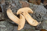 Suillus tridentinus image
