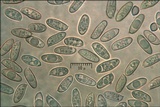 Suillus tridentinus image