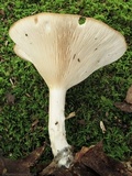 Clitocybe gibba image