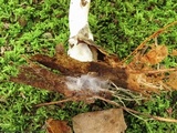 Clitocybe gibba image