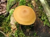 Callistosporium luteo-olivaceum image