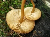 Callistosporium luteo-olivaceum image